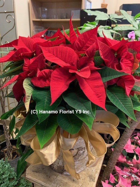 CMAS111 Decorated Large Red Poinsettia